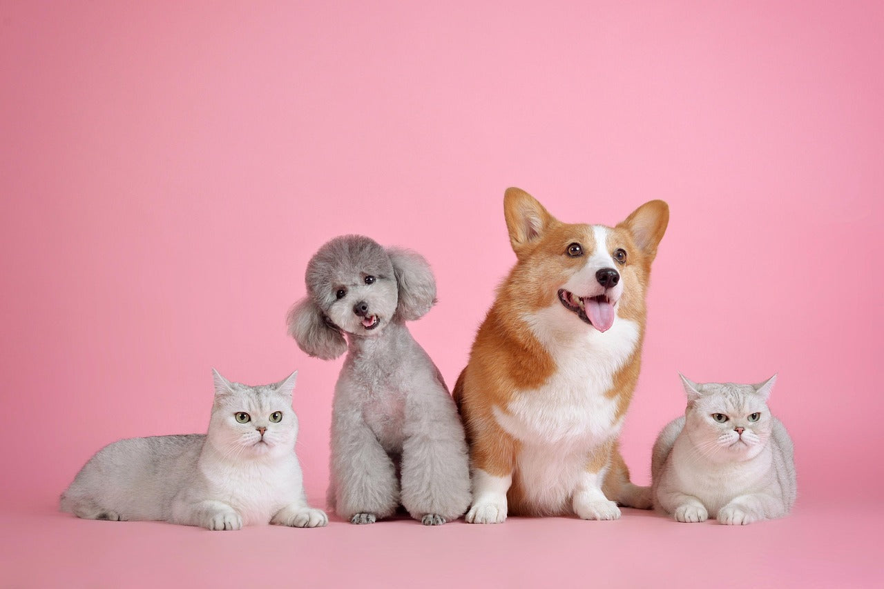 Mascotas